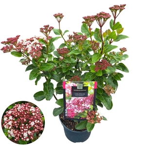 Viburnum tinus 'LisaRose'® C2