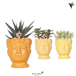 Kolibri Greens Succulenten mix in Fruity Head pot yellow mix