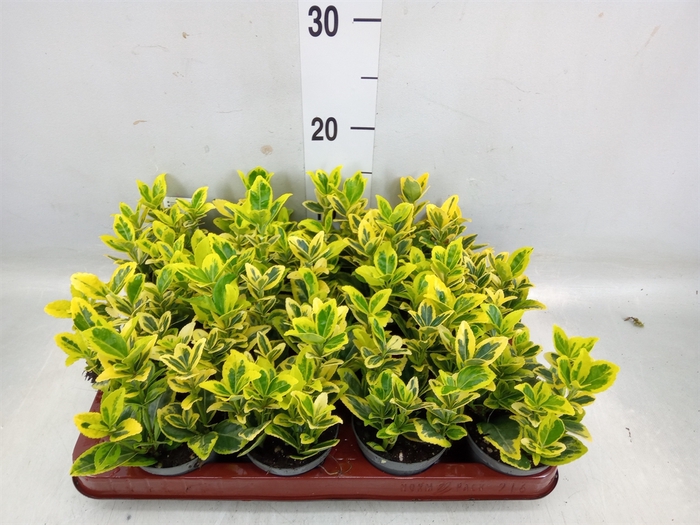 <h4>Euonymus japon. 'Marieke'</h4>