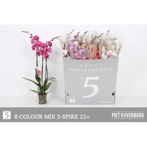 PHAL GEM 8 KL
