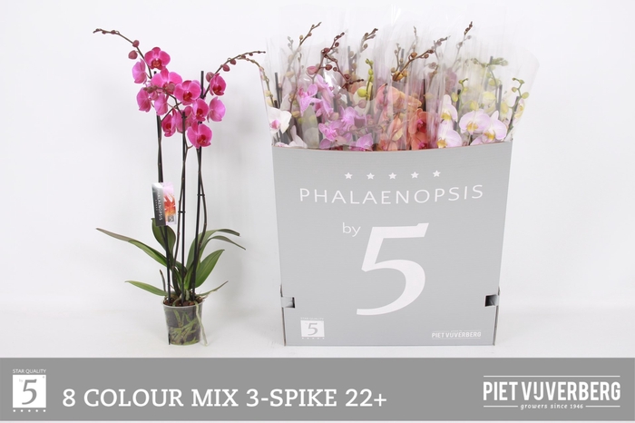 <h4>PHAL GEM 8 KL</h4>
