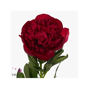 Paeo L Diana Parks Ex