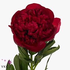 <h4>Paeo L Diana Parks Ex</h4>