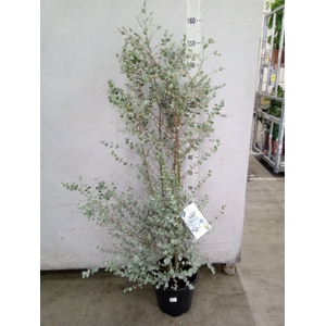 Eucalyptus gunnii