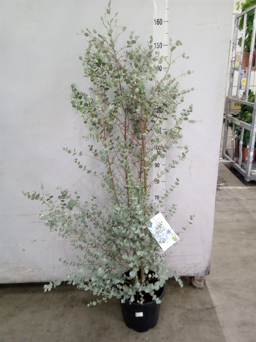 <h4>Eucalyptus gunnii</h4>