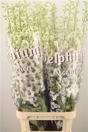 <h4>Delph Du Dew Rocket</h4>