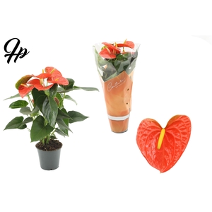Anthurium andr. 'Prince of Orange'