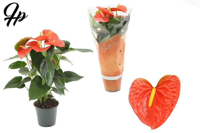 <h4>Anthurium andr. 'Prince of Orange'</h4>