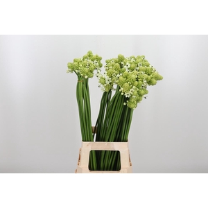 Ornithogalum Saundersiae