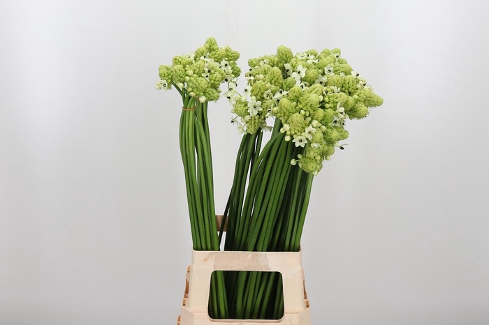 <h4>Ornithogalum Saundersiae</h4>