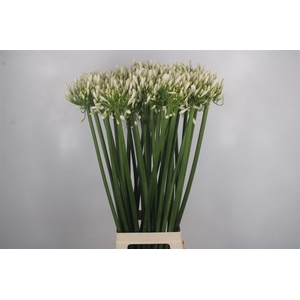 Agapanthus White Praecox Meoni