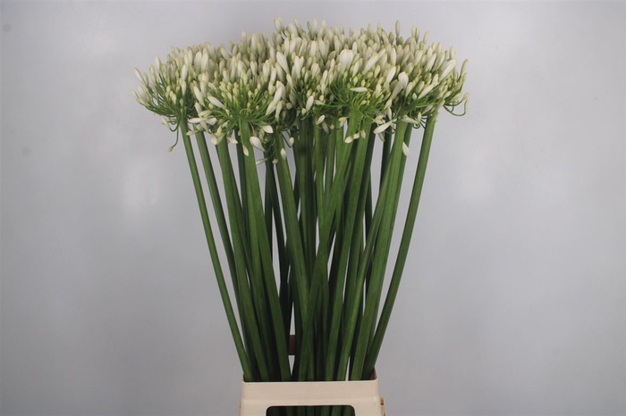 Agapanthus White Praecox Meoni