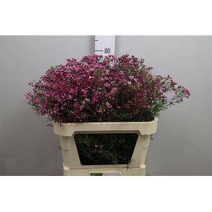 CHAME UN JUPITER 70gr