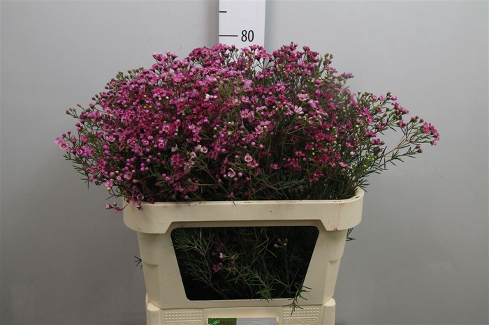 <h4>CHAME UN JUPITER 70gr</h4>