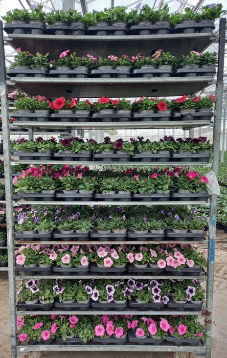 <h4>PET SURF MIXK</h4>