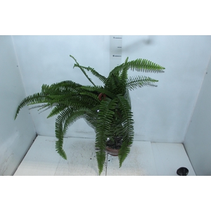 SAMAMBAIA SWORD FERN C21