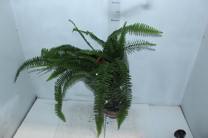 <h4>SAMAMBAIA SWORD FERN C21</h4>