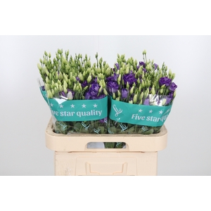 Eust G Rosita Blue