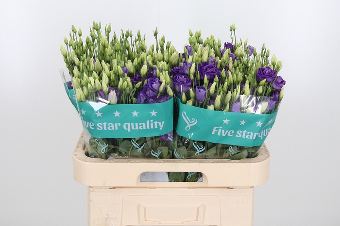 Eust G Rosita Blue