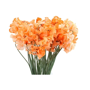 Lathyrus Oranje Magic