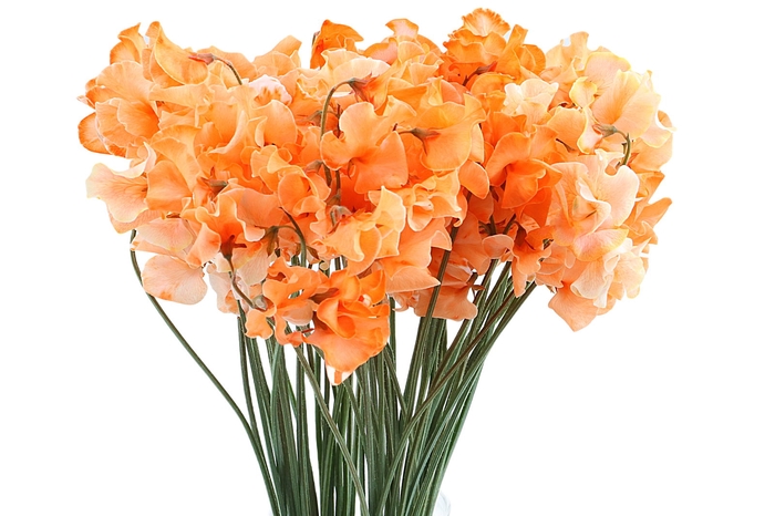 <h4>Lathyrus Oranje Magic</h4>