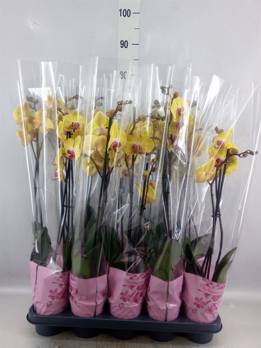 <h4>Phalaenopsis   ...yellow</h4>