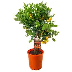 Citrus calamondin