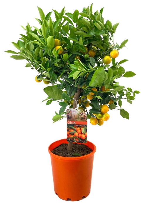 <h4>Citrus calamondin</h4>