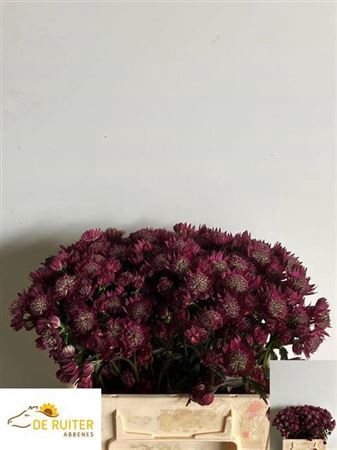 <h4>Astrantia Major Red</h4>