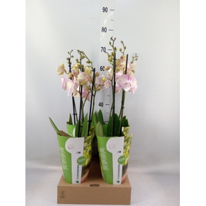 Phalaenopsis  'FC Venetian Carniva'