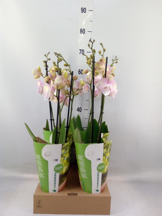 <h4>Phalaenopsis  'FC Venetian Carniva'</h4>