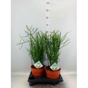 Euphorbia tirucalli