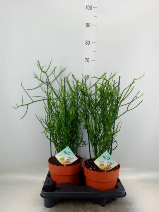 <h4>Euphorbia tirucalli</h4>