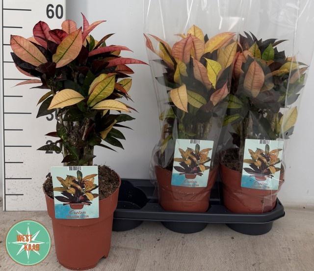 <h4>COD KL MRS ICETON</h4>