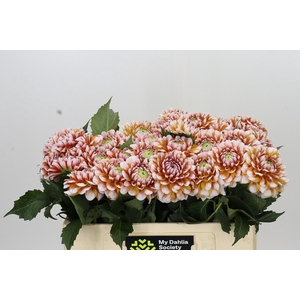 Dahlia Tangarine Dream