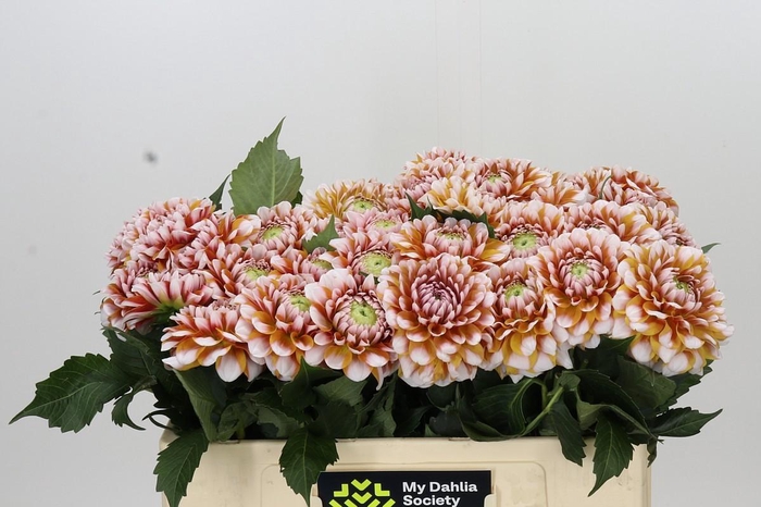 <h4>Dahlia Tangarine Dream</h4>