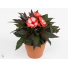 Impatiens NG 'ColPow Coral Flame'
