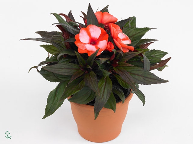Impatiens NG 'ColPow Coral Flame'