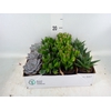 Arr.  Succulents L%