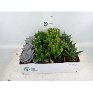 Arr.  Succulents L%