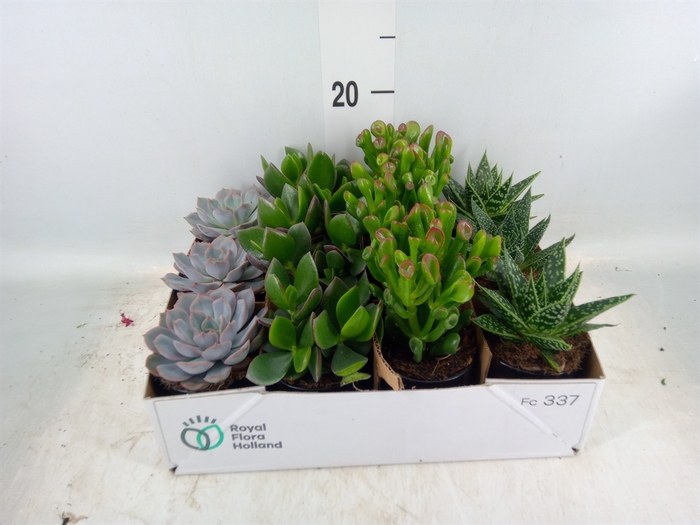<h4>Arr.  Succulents L%</h4>