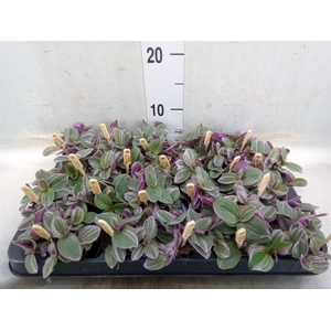 Tradescantia cerinth. 'Sweetness'