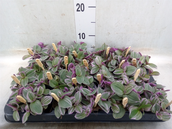 <h4>Tradescantia cerinth. 'Sweetness'</h4>