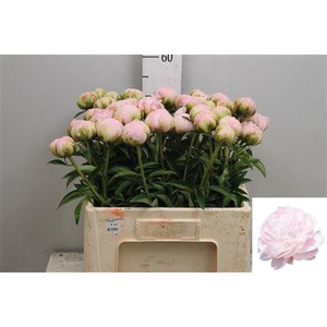 Paeo Pillow Talk L-rose