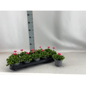 BELLIS P KL BEL ROSE