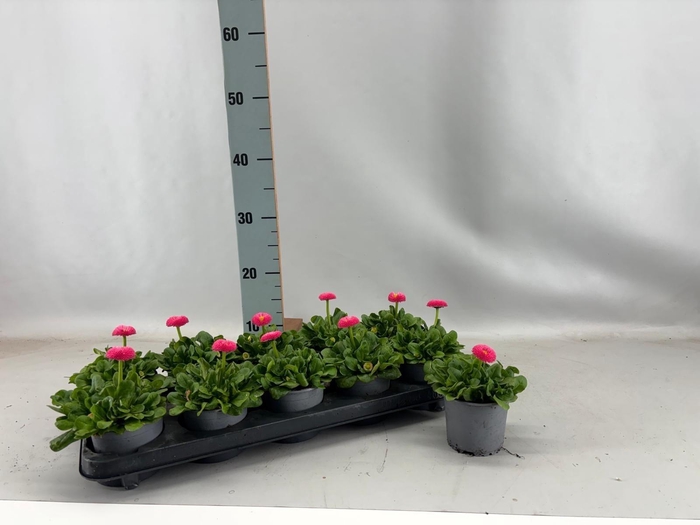 <h4>BELLIS P KL BEL ROSE</h4>