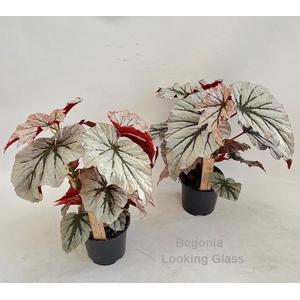 Begonia Looking Glass 14cm