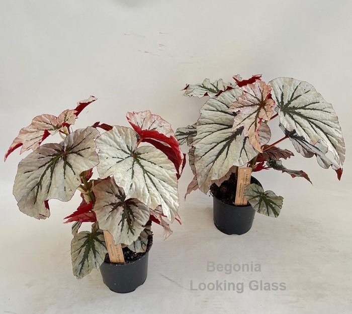 <h4>Begonia Looking Glass 14cm</h4>