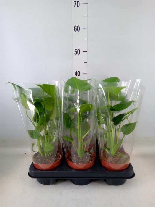 <h4>Monstera   ...</h4>