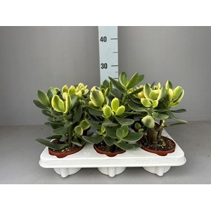 Crassula ovata jade